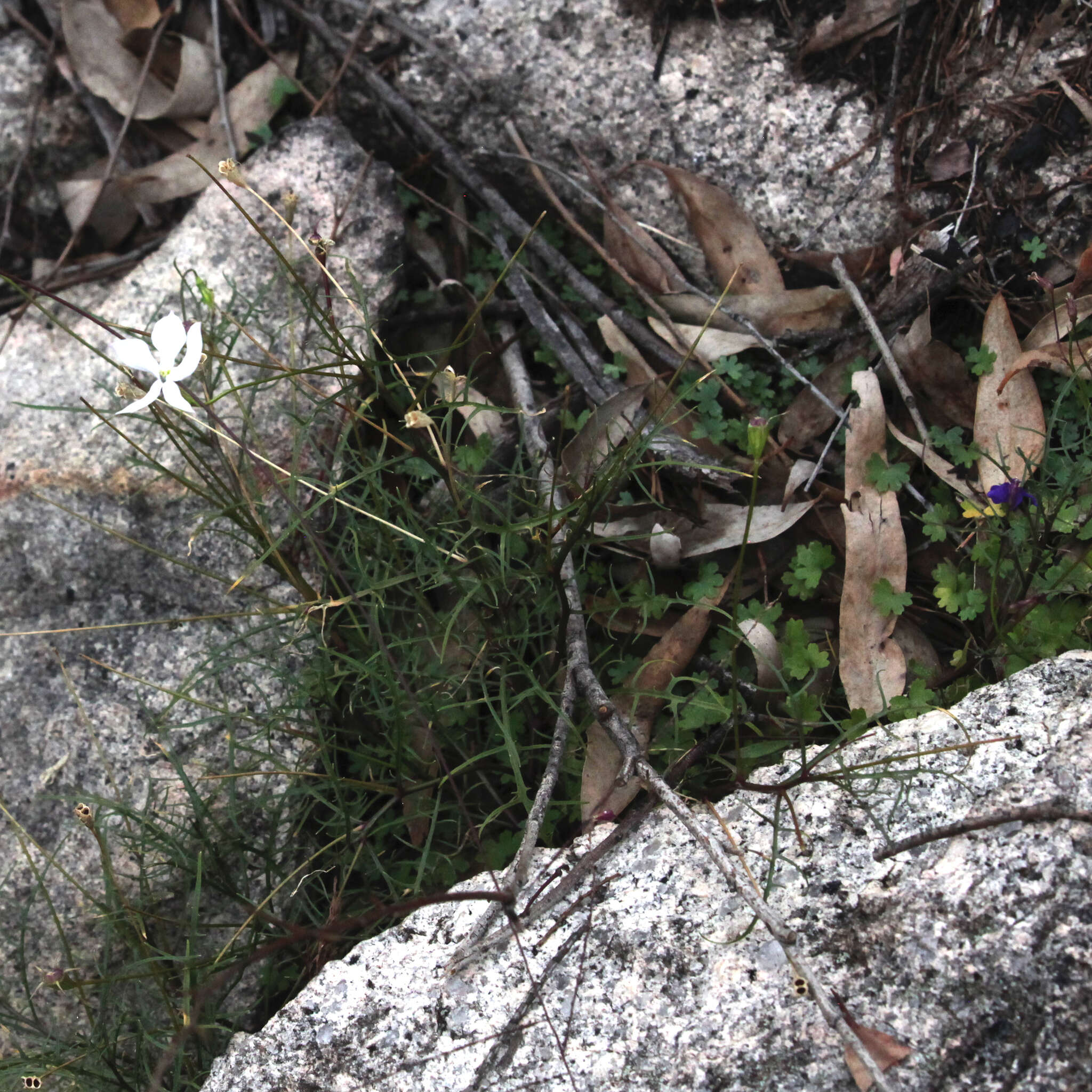 Image of Lithotoma axillaris (Lindl.) E. B. Knox