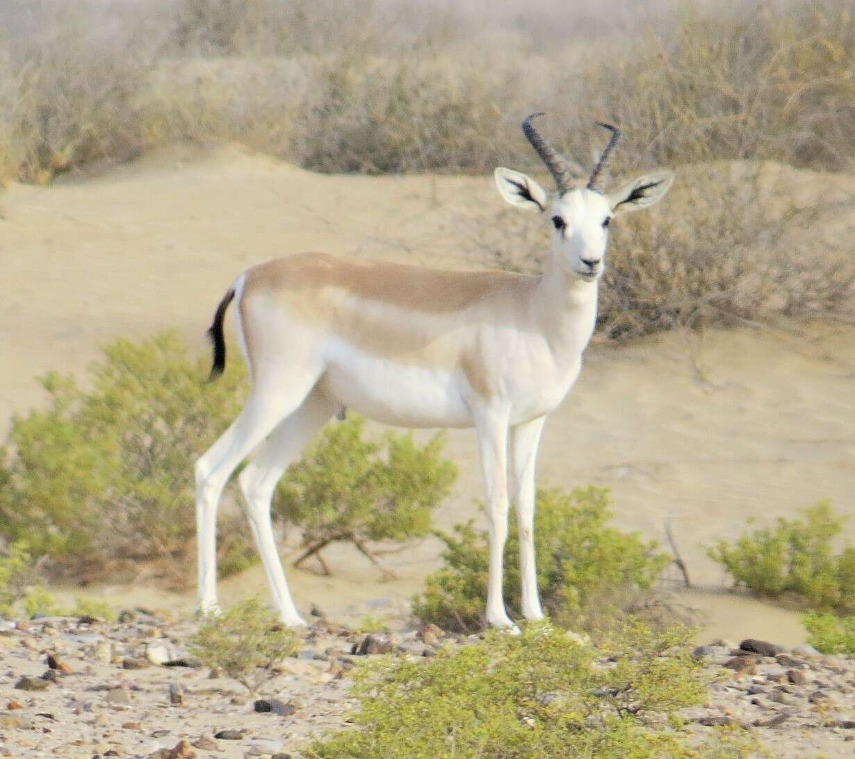 صورة غزال الرمل العربي - غزال الريم