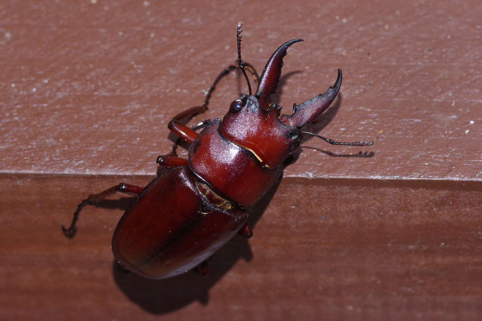 Imagem de Prosopocoilus (Psalidoremus) dissimilis Boileau 1898