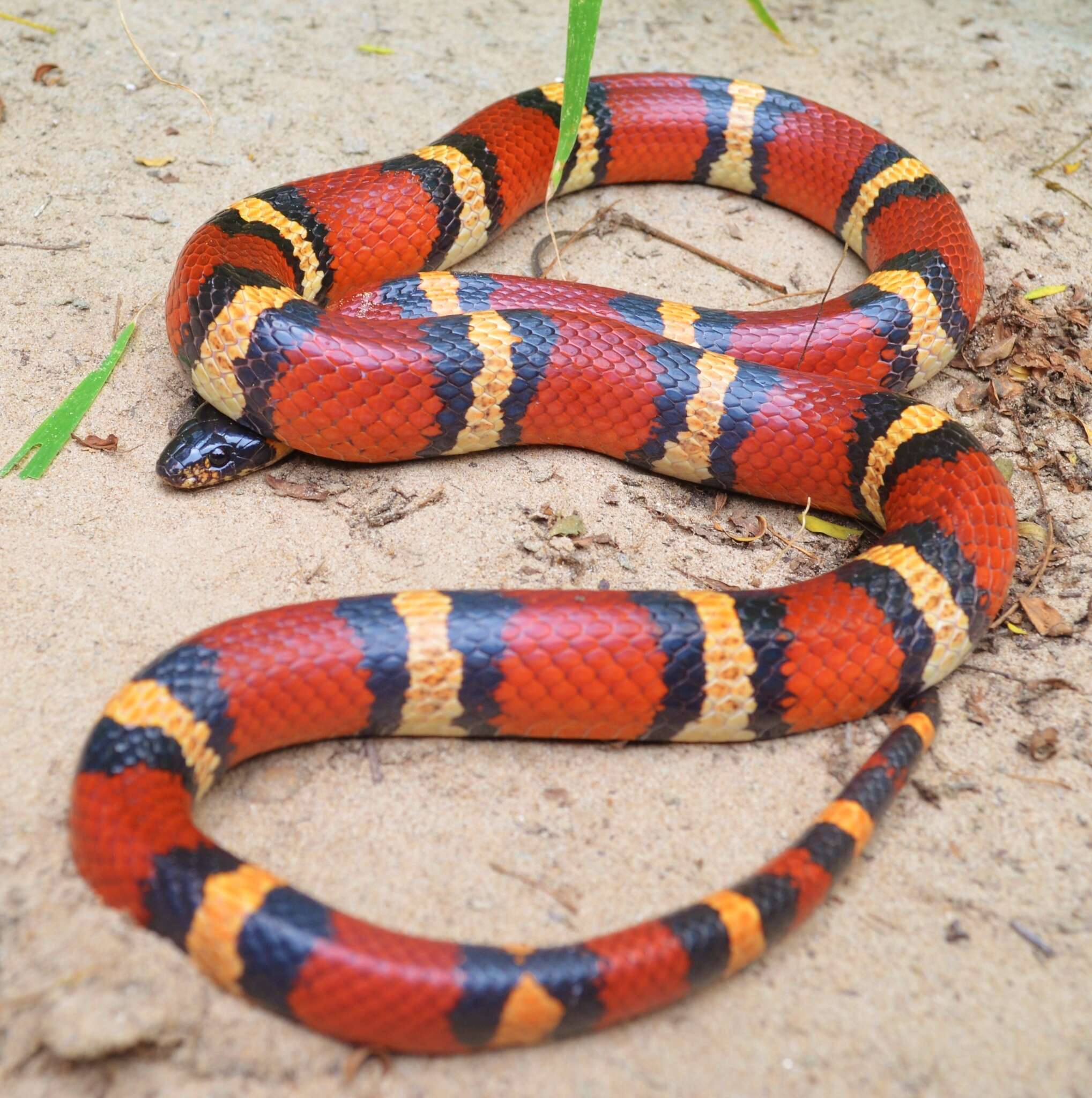 Image of Lampropeltis annulata Kennicott 1861