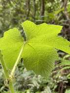 Sivun Rubus alceifolius Poir. kuva