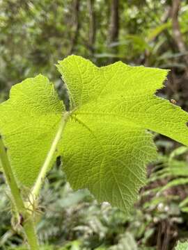 Plancia ëd Rubus alceifolius Poir.