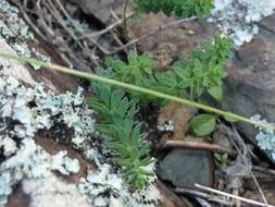 Imagem de Linum monogynum Forst. fil.