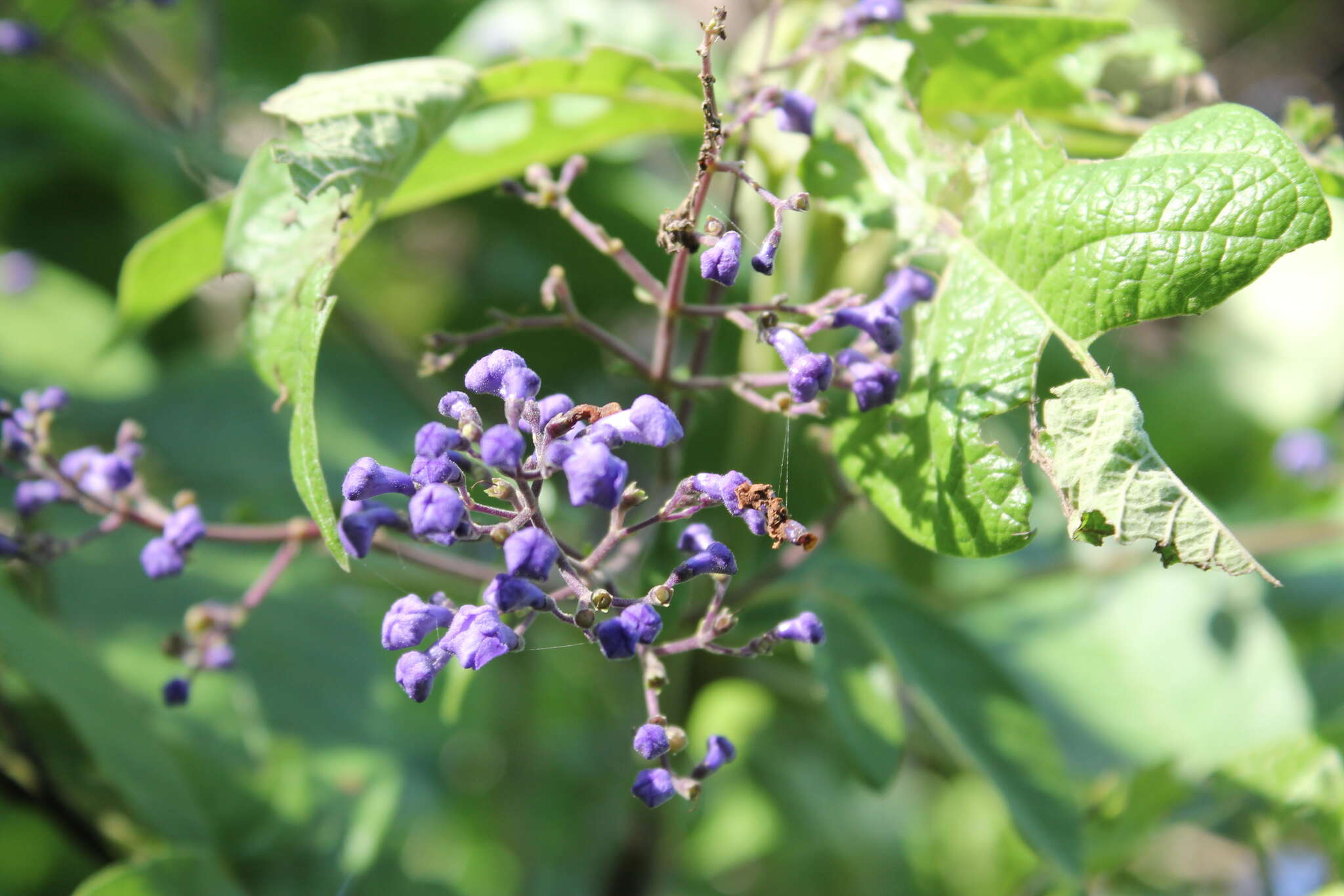 Image of Vitex pyramidata B. L. Rob.