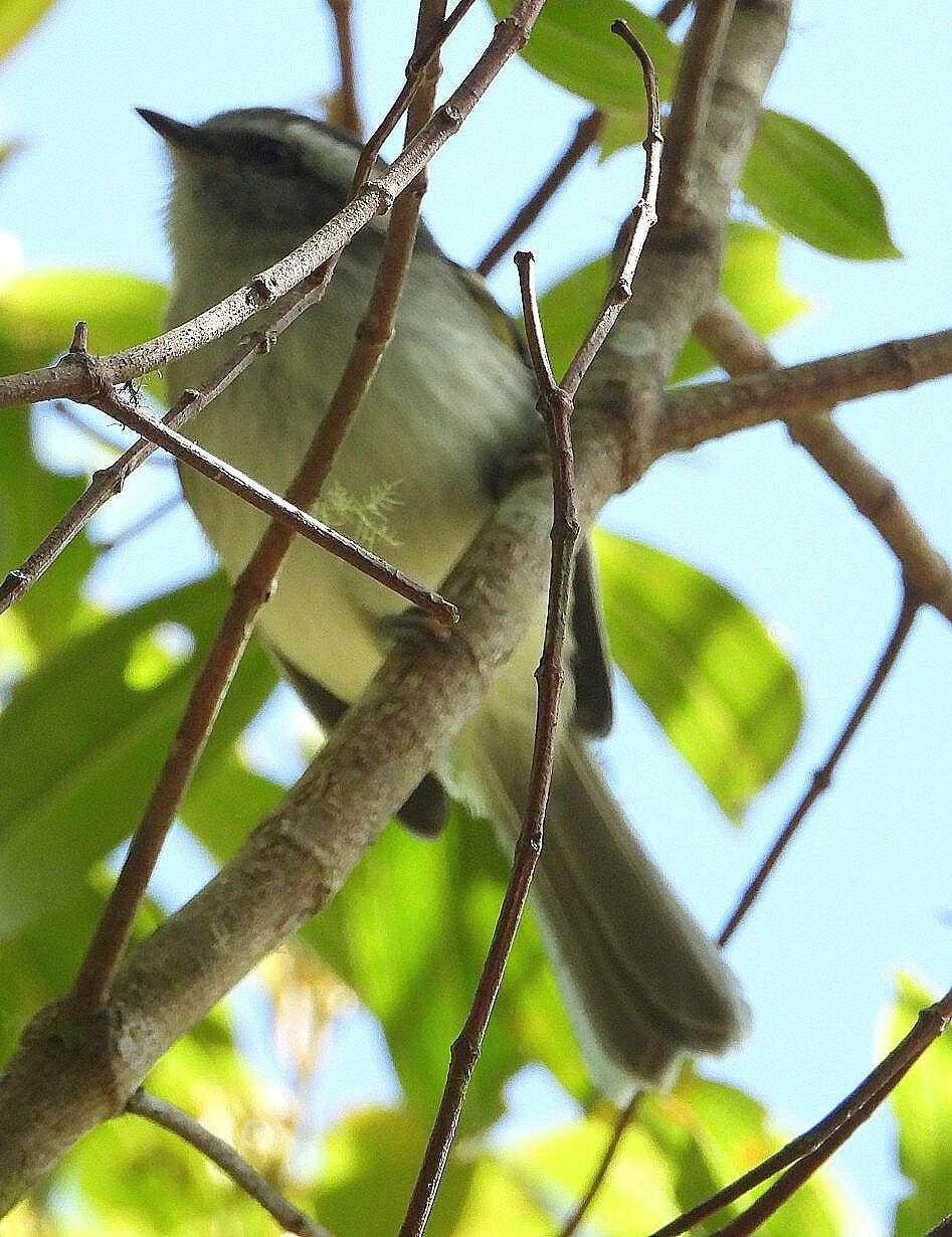 Image of White-banded Tyrannulet