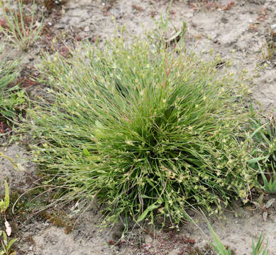 Imagem de Juncus bufonius L.