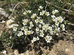 Sivun Saxifraga caesia L. kuva