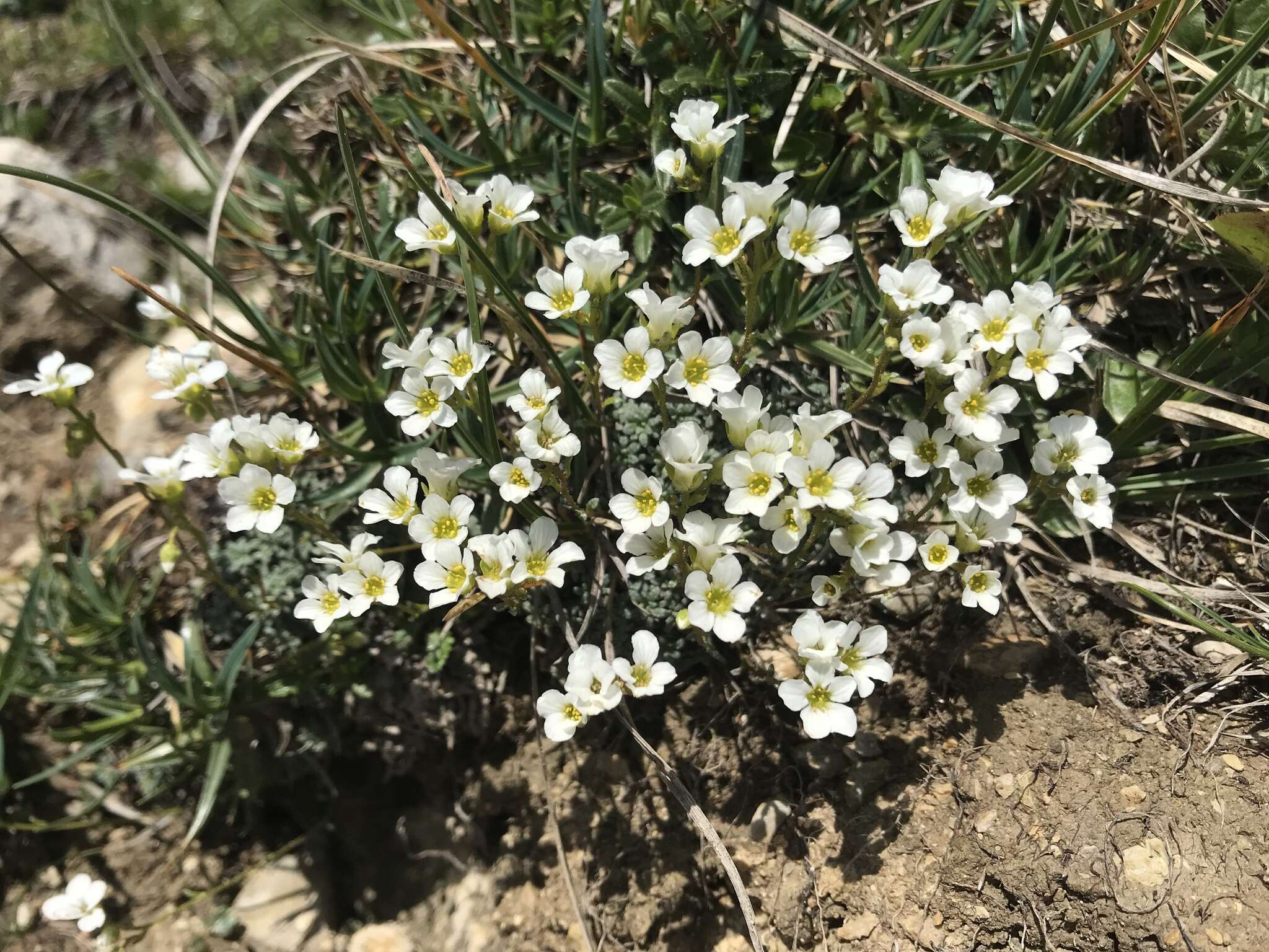 Sivun Saxifraga caesia L. kuva