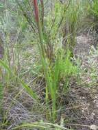 Imagem de Watsonia aletroides (Burm. fil.) Ker Gawl.