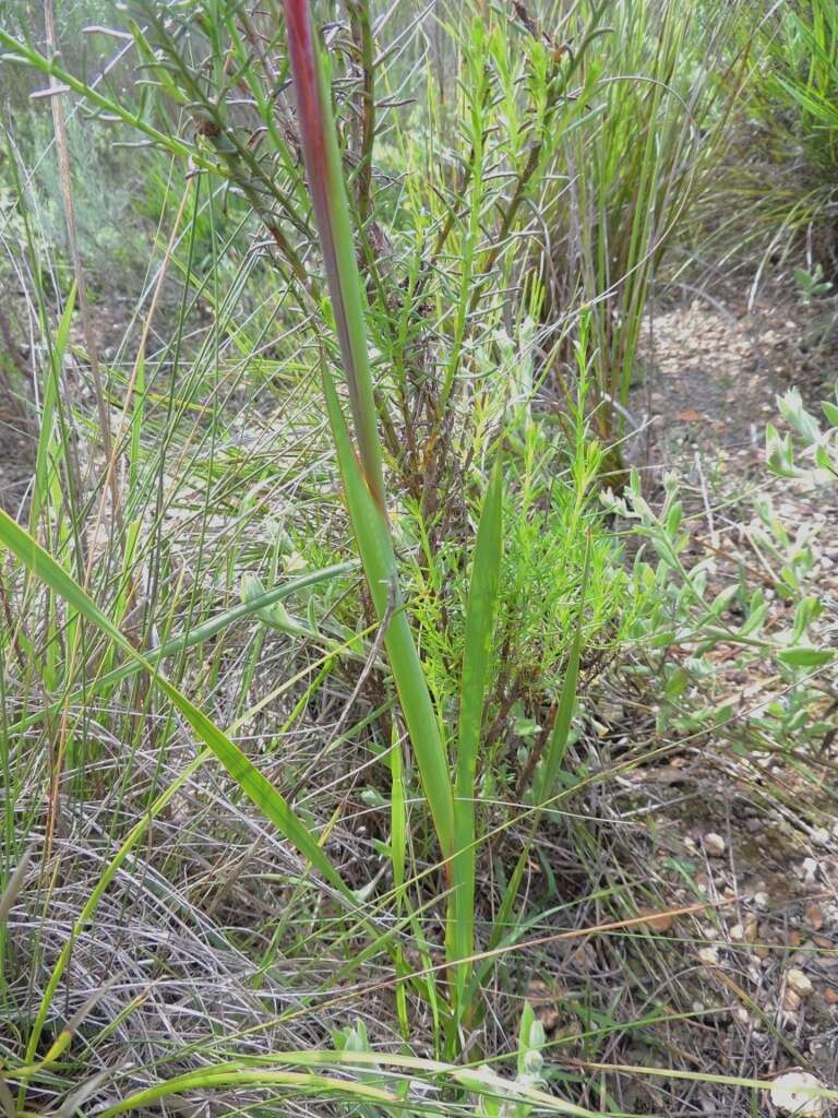 Imagem de Watsonia aletroides (Burm. fil.) Ker Gawl.