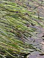 Image of Torrey's surfgrass