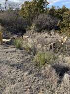 Image of plains yucca