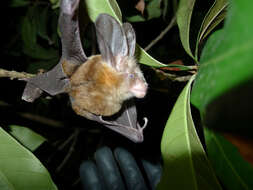 Image of Large-eared Slit-faced Bat