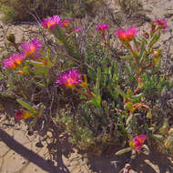 Image of Jordaaniella spongiosa (L. Bol.) H. E. K. Hartmann