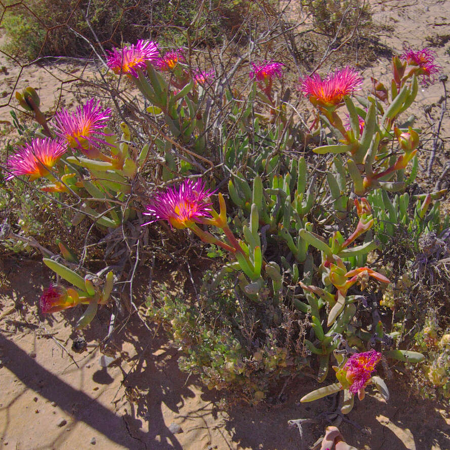 Image of Jordaaniella spongiosa (L. Bol.) H. E. K. Hartmann