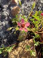 Image of Pelargonium incarnatum (L.) Moench