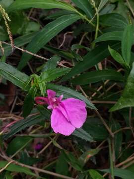 Impatiens chinensis L. resmi