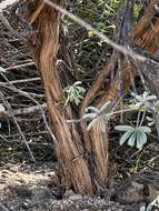 Image of <i>Lupinus paynei</i>