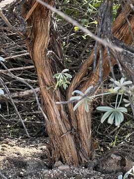 Image of <i>Lupinus paynei</i>