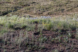 Image of arctic catchfly