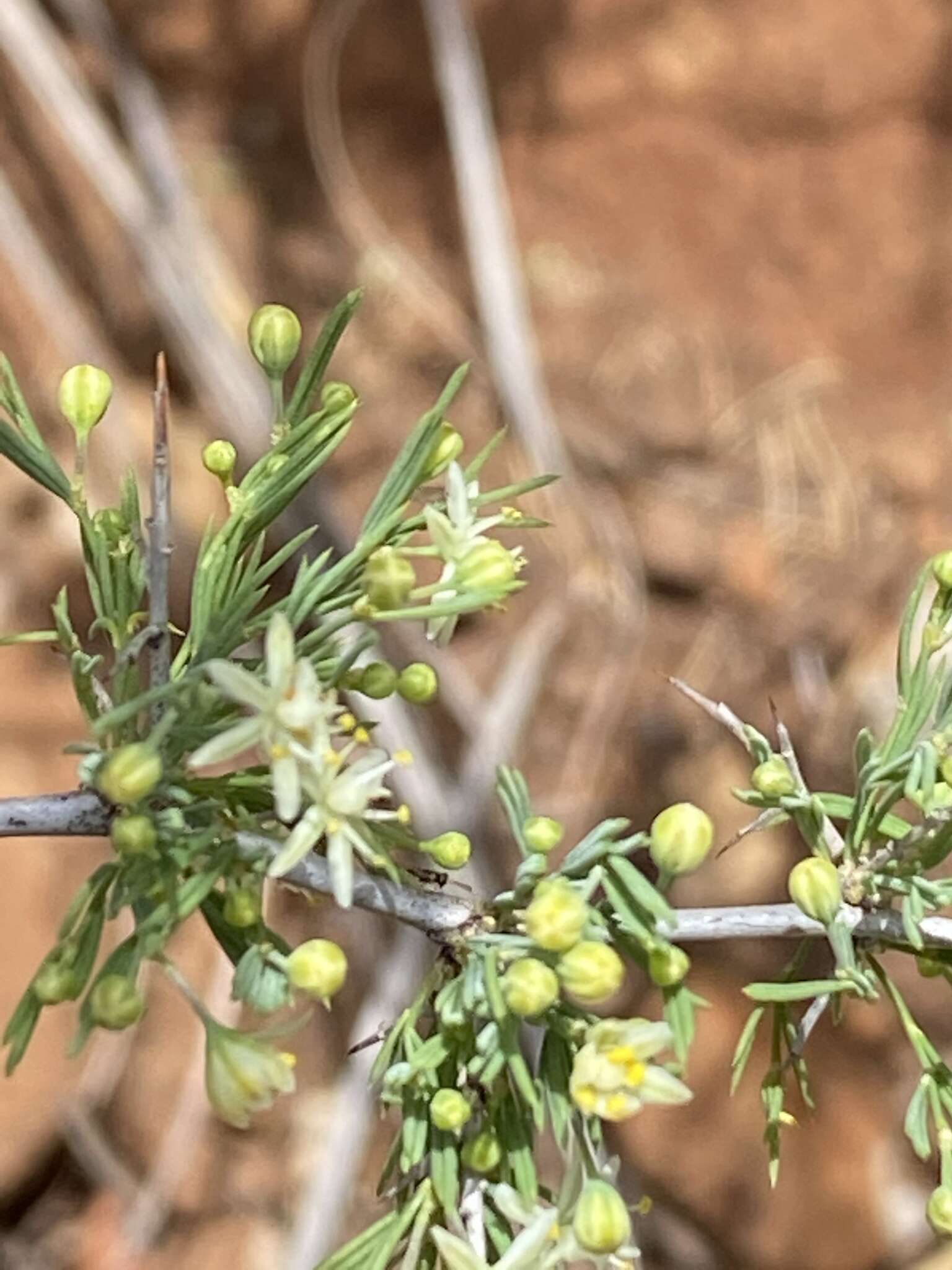 Image of Asparagus spinescens Steud. ex Schult. & Schult. fil.