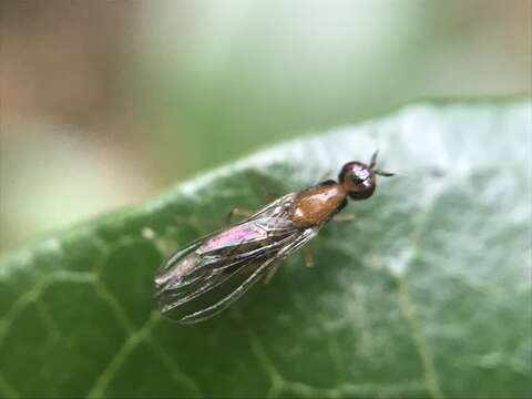 Image of Chamaepsila longipennis