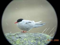 Image of Antarctic Tern