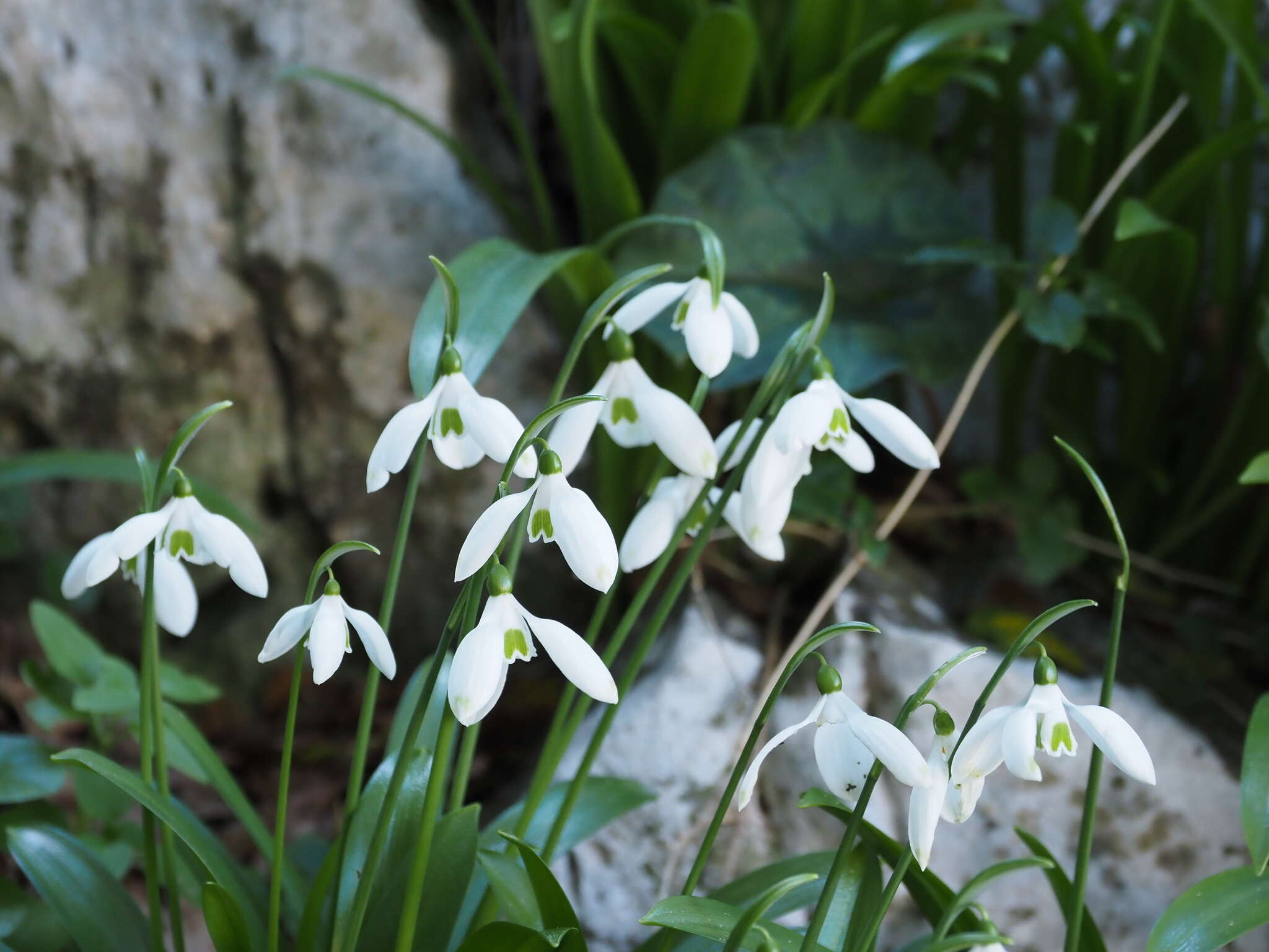 Image of Galanthus ikariae Baker