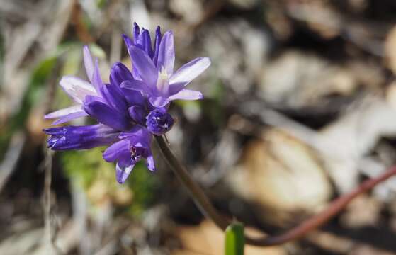 Image of bluedicks