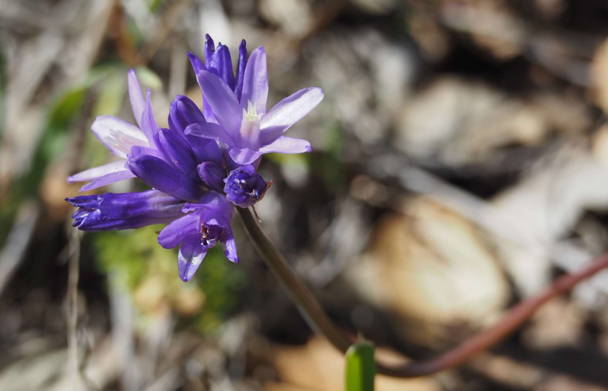 صورة Dichelostemma capitatum (Benth.) Alph. Wood