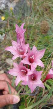 Imagem de Gladiolus varius F. Bolus