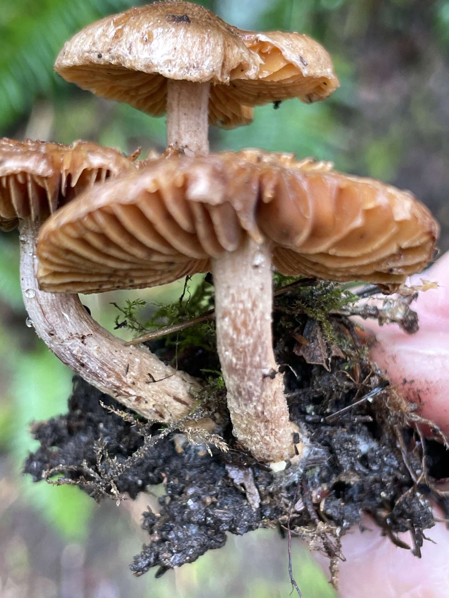 Image of Inocybe cinnamomea A. H. Sm. 1941