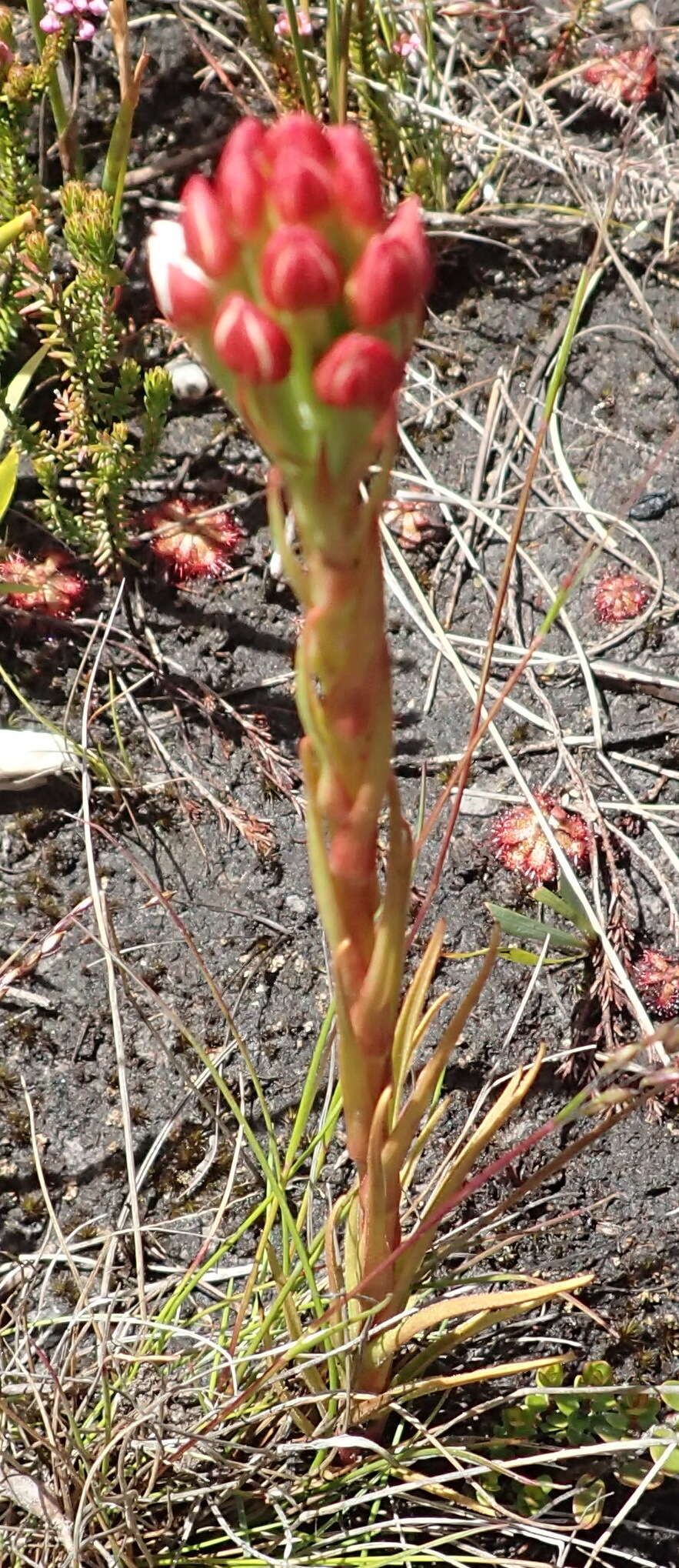 Image of Ceratandra globosa Lindl.