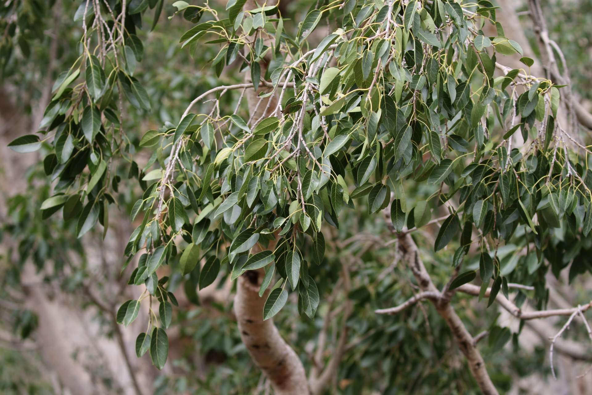 Image of Ficus cordata subsp. cordata