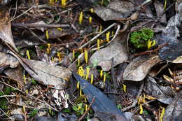 Image of Clavulinopsis archeri (Berk.) Corner 1950