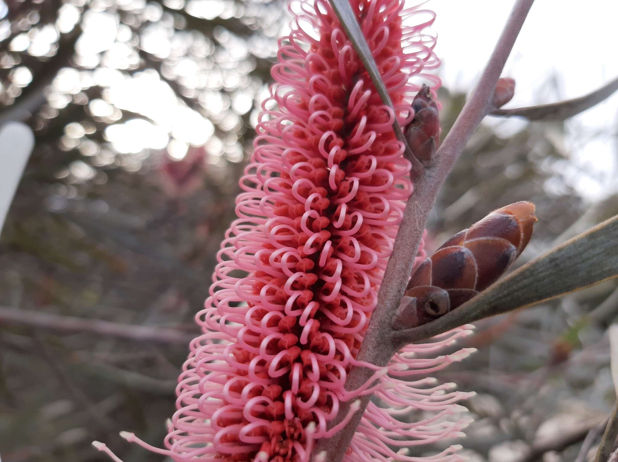 Image of Hakea francisiana F. Müll.