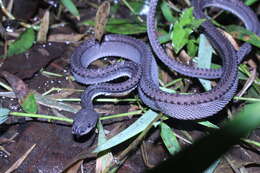 Image of Rough-backed Litter Snake