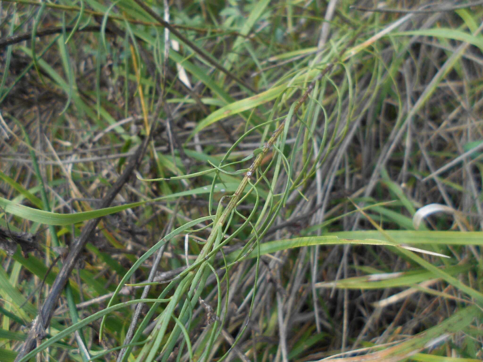 صورة Galatella linosyris (L.) Rchb. fil.