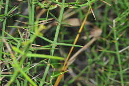 Image of Catesbaea holacantha C. Wright ex Griseb.