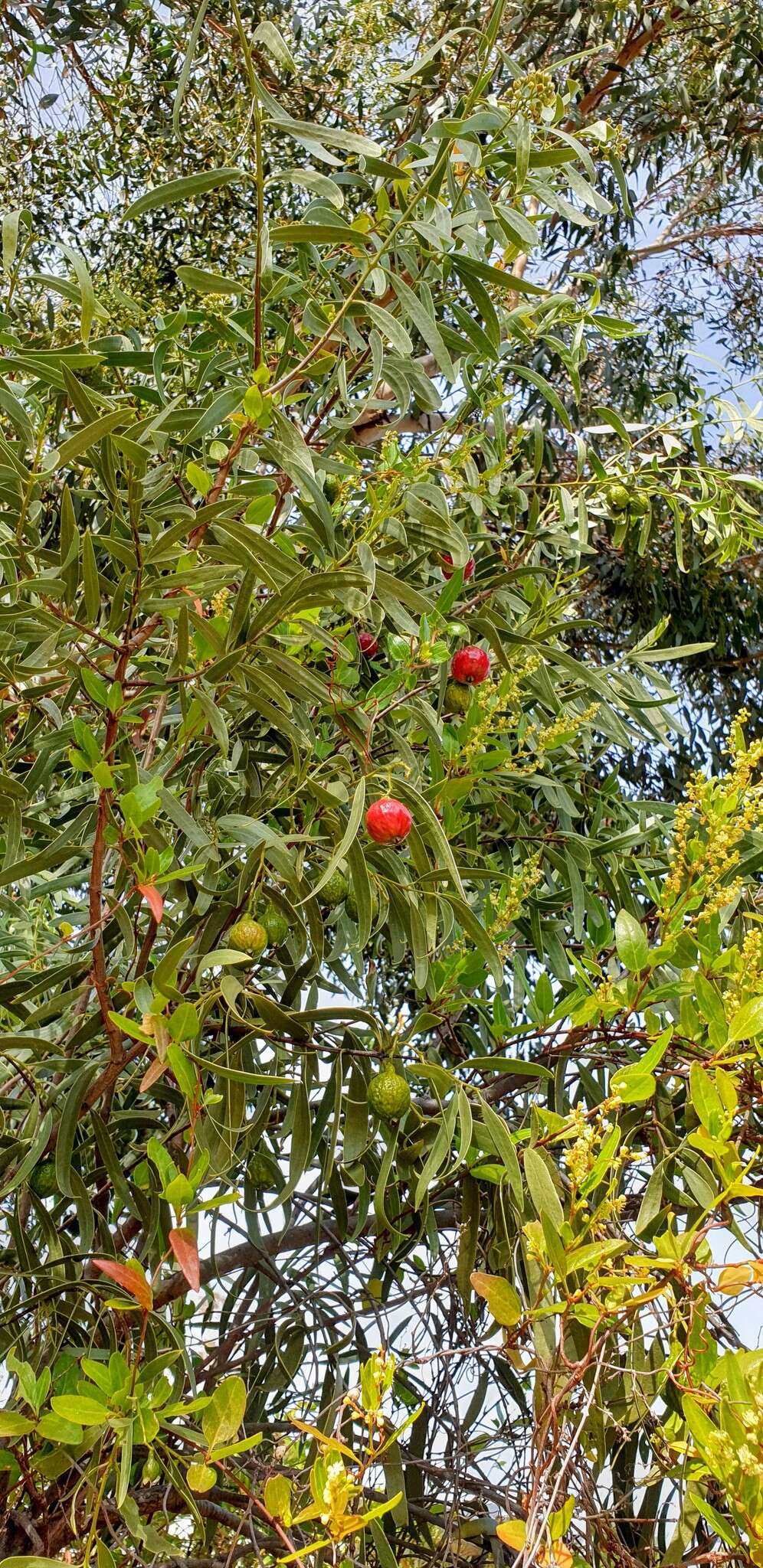 Image of Santalum acuminatum (R. Br.) A. DC.