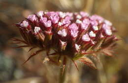 Image de Chorizanthe obovata Goodman