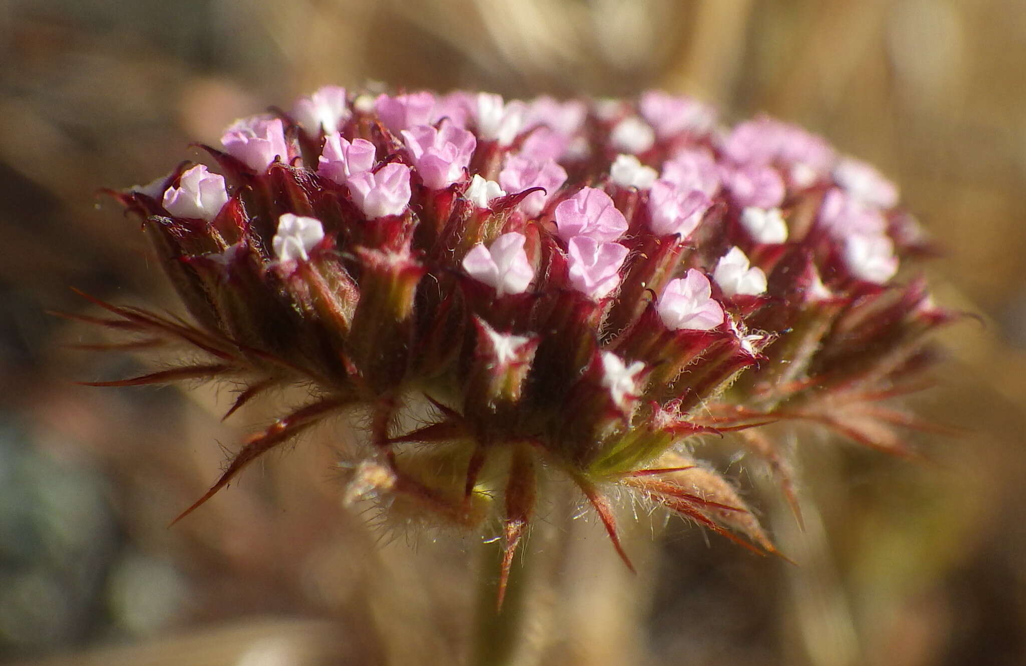 Image de Chorizanthe obovata Goodman