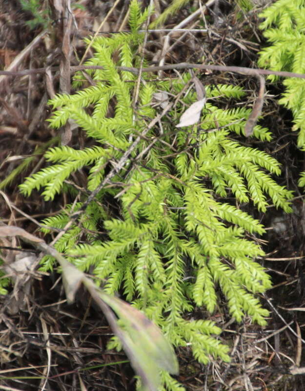 Image of Pseudodiphasium volubile (G. Forst.) Holub