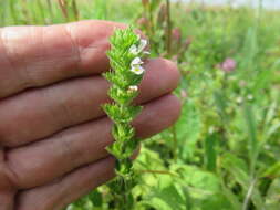 Image of Euphrasia hirtella Jordan ex Reuter