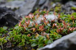 Sivun Salix rotundifolia Trautv. kuva