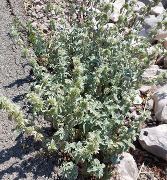 Image of horehound