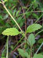 Image of Florida scrub skullcap