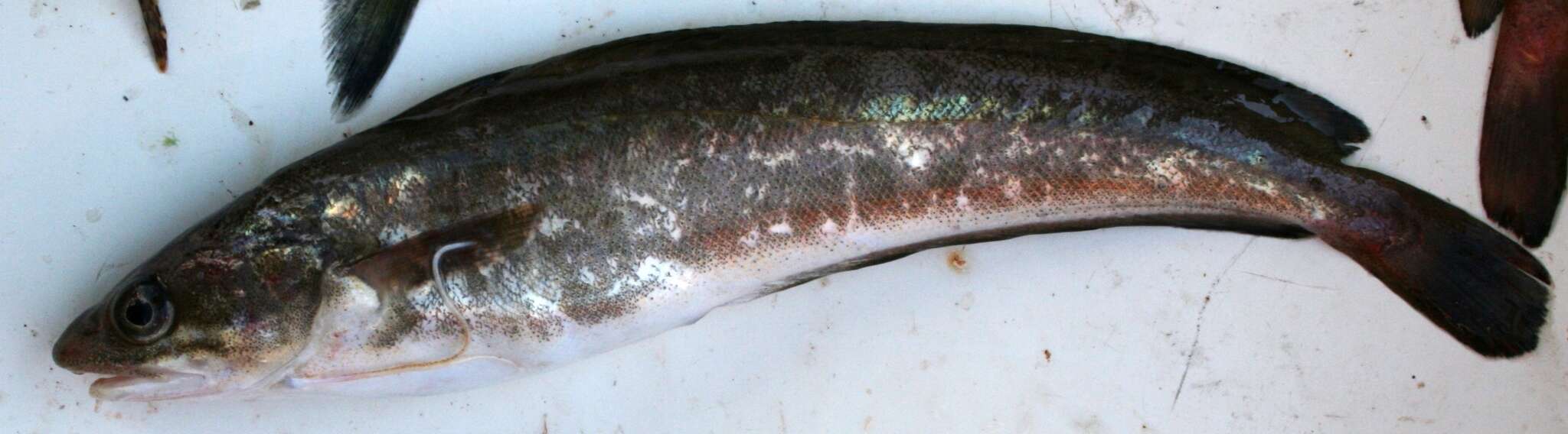 Image of White hake