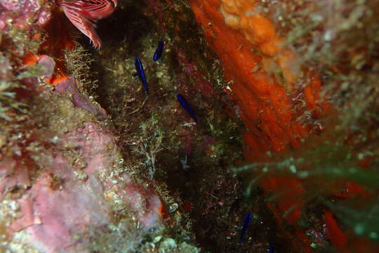 Imagem de Chromis chromis (Linnaeus 1758)