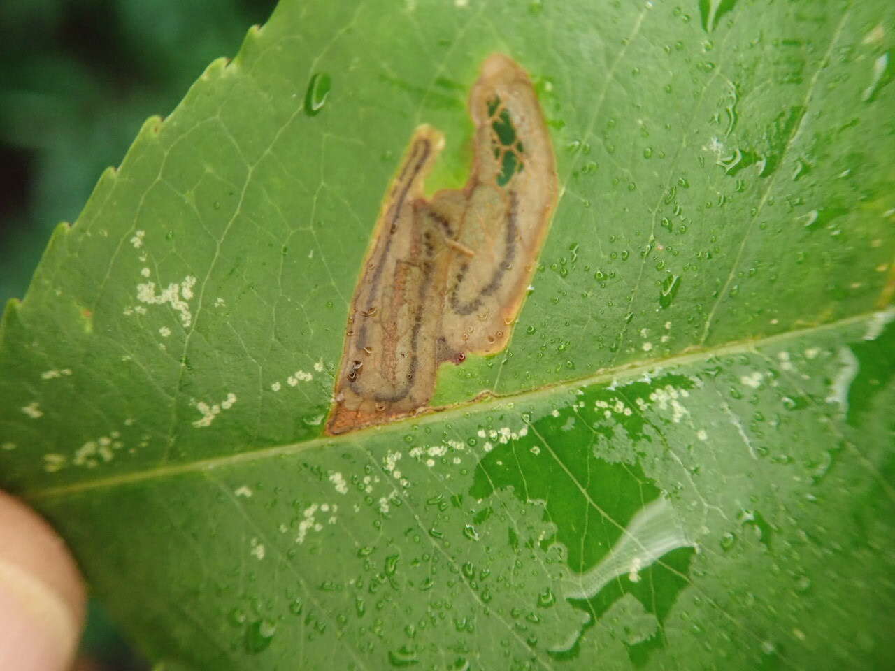 Sivun Stigmella slingerlandella (Kearfott 1908) Wilkinson et al. 1979 kuva